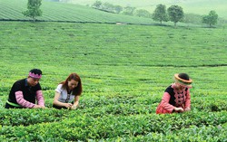 Người phụ nữ đi đầu trong xây dựng thương hiệu nông sản ở vùng cao