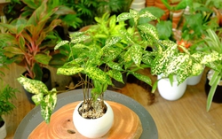 8 loại cây cảnh có lá cực đẹp, cắm hoa siêu xinh