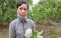Nỗ lực vươn lên phát triển kinh tế thoát nghèo
