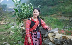 Cô gái H'Mông "biến" điểm nóng ma túy thành điểm sáng du lịch