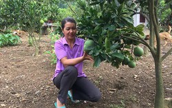 Người phụ nữ có kinh tế "khá hẳn lên" nhờ trồng bưởi diễn