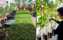 Phụ nữ Hải Phòng lan tỏa các mô hình "sống xanh"