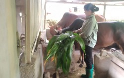 Người phụ nữ vươn lên thoát nghèo nhờ nuôi bò, trồng cây