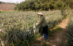 9X dân tộc Mường lãi hàng trăm triệu mỗi năm nhờ nuôi bò, trồng cây