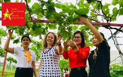 Nguồn vốn vay nhỏ hỗ trợ phụ nữ phát triển mô hình nho đen chất lượng cao
