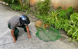 Người dân TPHCM ủng hộ việc bắt chó thả rông