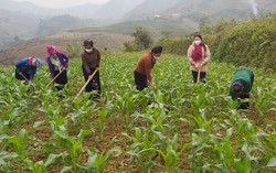 Các cấp Hội ở xã vùng cao đồng hành cùng hội viên giảm nghèo bền vững