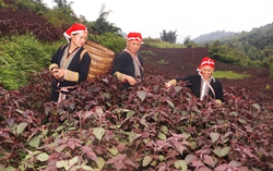 Phát triển cây tía tô ở vùng cao nhằm xóa đói giảm nghèo cho người dân