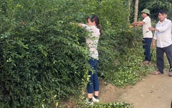 Đẹp nhà, sạch ngõ, hiệu quả kinh tế cao