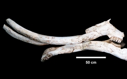 Gomphotheres: Loài voi cổ đại sở hữu đến 4 chiếc ngà