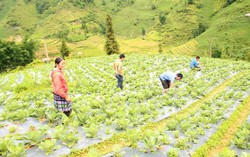 Trồng rau trái vụ, hướng đi mới ở vùng cao