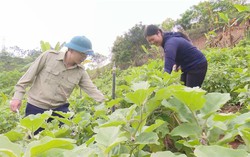 Những hoạt động thiết thực giúp hội viên, phụ nữ vùng cao phát triển kinh tế