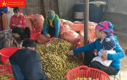 Phụ nữ Tỏa Tình liên kết để nâng tầm quả táo mèo