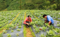 Những việc làm thiết thực hỗ trợ hội viên, phụ nữ ở xã vùng cao