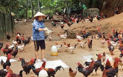 Hỗ trợ hội viên xã vùng cao phát triển kinh tế
