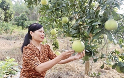Tạo sự chuyển biến tích cực trong nhận thức và hành động giúp phụ nữ phát triển kinh tế