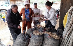 Giúp bà con vươn lên nhờ cây “Xóa đói giảm nghèo”
