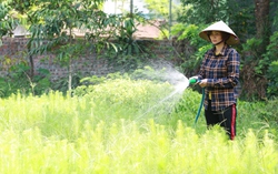 Cô giáo nghỉ việc về làm nông dân, trở thành tỉ phú