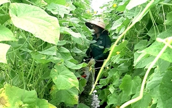 Liên kết trồng dưa chuột, nhiều nông dân vùng cao tăng thu nhập