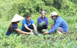Tận dụng thế mạnh để phát triển kinh tế ở vùng cao
