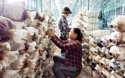 Chỉ dưới 2% lao động thường xuyên trong hợp tác xã tham gia BHXH