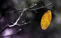 Truyện ngắn: Chiếc lá cuối cùng