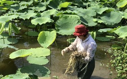 Trồng sen, thả cá, nữ nông dân thu tiền tỷ mỗi năm