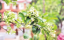 Thênh thang hương bưởi gọi về