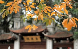 Mùa thay lá "nhuộm vàng" Hà Nội
