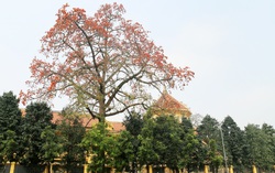 Du lịch Hà Nội "hồi sinh" bằng những tour mới, độc đáo sau đại dịch