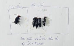 Ăn sâu ban miêu có chất cực độc, 1 người tử vong, 2 trường hợp phải cấp cứu