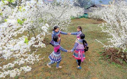 Bình yên cao nguyên trắng