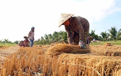 Giảm thiểu tác động tiêu cực của biến đổi khí hậu tới phụ nữ, trẻ em đồng bằng sông Cửu Long