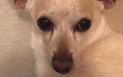 Chú chó Chihuahua đến từ Mỹ phá Kỷ lục Guinness về sống lâu nhất thế giới