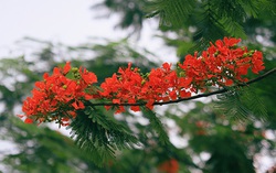 Truyện ngắn: Hoài niệm mùa hoa đỏ