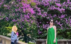 Cây bằng lăng "hot" nhất Hà Nội, dân tình đua nhau tới chụp ảnh "check in"