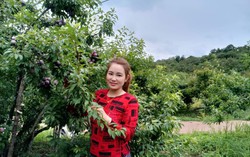 Tăng thu nhập nhờ trồng mận hữu cơ
