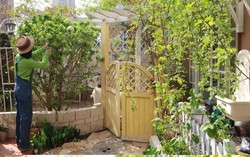 Ngẩn ngơ trước khu vườn nhà 60m² đẹp như tranh vẽ, thác hoa phủ vàng ruộm cả một góc sân