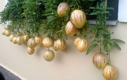 5 thực phẩm giúp kéo dài tuổi thọ