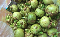 Loại quả vừa chua vừa chát, giá 650.000 đồng/kg khách vẫn mua ầm ầm