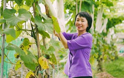 Vợ chồng nữ thạc sĩ bỏ phố về quê trồng rau hữu cơ