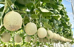 Cô gái 9x chia sẻ kinh nghiệm trồng dưa lưới cho năng suất cao