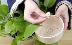 Trồng hoa hồng nên lót thứ này xuống đáy, cả năm không cần thay, rễ trắng như bông