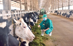 Vinamilk đại diện duy nhất từ Đông Nam Á chia sẻ về phát triển bền vững của ngành sữa Việt Nam tại Hội nghị sữa toàn cầu