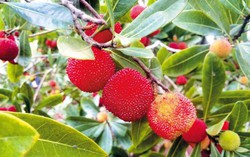 Loại quả thơm ngọt và bổ dưỡng nhưng phải biết cách chế biến mới dùng tốt