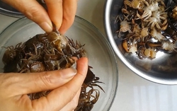 Cua đồng sơ chế, ăn theo cách này dễ phải đi cấp cứu