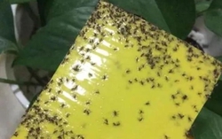 Mách vài mẹo nhỏ có thể đuổi côn trùng trên cây hoa sau 1 đêm
