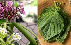 Cách dùng tía tô giúp trẻ dứt ho, sốt không cần uống kháng sinh 