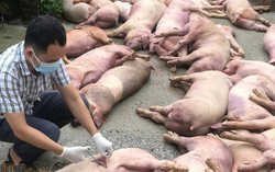 Chủ động giám sát chặt, phát hiện sớm, xử lý các ổ dịch tả lợn châu Phi