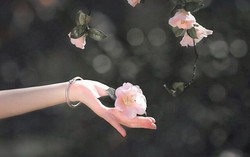 Truyện ngắn: Mất và được